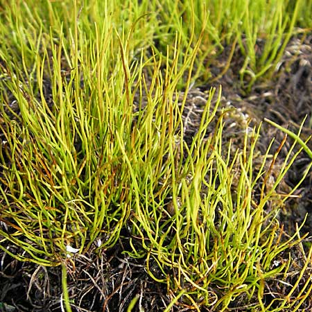 Pilularia globulifera \ Pillen-Farn / Pillwort, D Botan. Gar.  Universit.  Mainz 11.7.2009