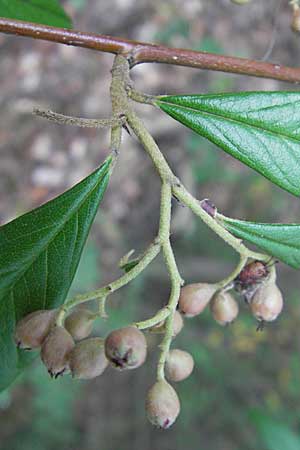 Cotoneaster sargentii \ Immergr&uuml;ne Strauchmispel, Weidenbl&auml;ttrige Felsenmispel / Scarlet Leader Willowleaf, D Bad D&uuml;rkheim 20.8.2009