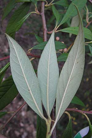 Cotoneaster sargentii \ Immergr&uuml;ne Strauchmispel, Weidenbl&auml;ttrige Felsenmispel / Scarlet Leader Willowleaf, D Bad D&uuml;rkheim 20.8.2009