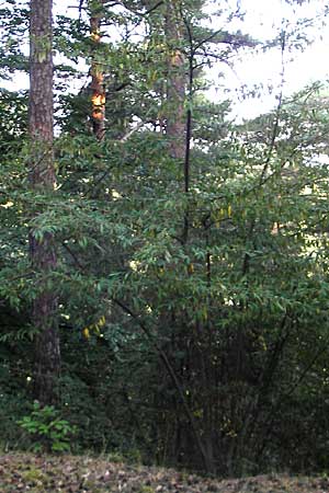 Cotoneaster sargentii \ Immergr&uuml;ne Strauchmispel, Weidenbl&auml;ttrige Felsenmispel / Scarlet Leader Willowleaf, D Bad D&uuml;rkheim 20.8.2009