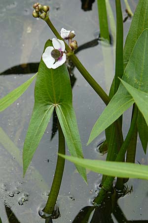 Sagittaria sagittifolia \ Gewhnliches Pfeilkraut / Arrowhead, D Dettenheim-Russheim 25.8.2008