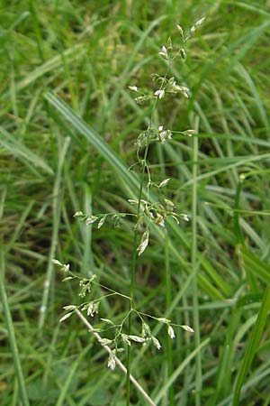 Poa trivialis \ Gewhnliches Rispengras / Rough Blue Grass, D Odenwald, Neckargemünd-Mückenloch 13.9.2010