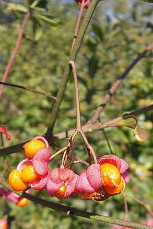 Euonymus europaeus \ Gewhnliches Pfaffenhtchen / Spindle, D Waghäusel 1.10.2011