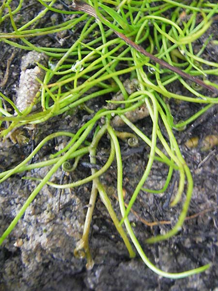 Pilularia globulifera \ Pillen-Farn / Pillwort, D Hanhofen 20.10.2011