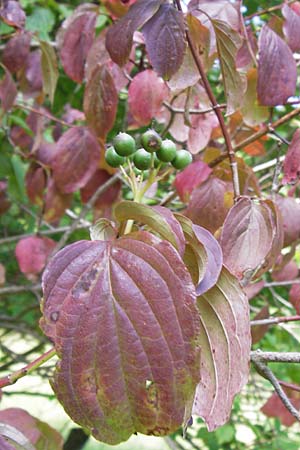 Cornus sanguinea \ Blutroter Hartriegel, Roter Hartriegel / Dogwood, D Wanfried 3.8.2013