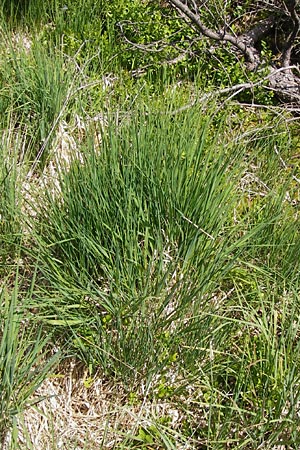 Molinia arundinacea \ Rohr-Pfeifengras / Tall Moor Grass, D Schwarzwald/Black-Forest, Kaltenbronn 30.6.2013