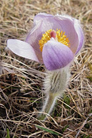 Pulsatilla grandis \ Groe Kuhschelle / Greater Pasque-Flower, D Eching 31.3.2014