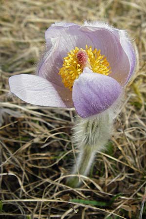 Pulsatilla grandis \ Groe Kuhschelle / Greater Pasque-Flower, D Eching 31.3.2014