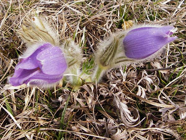 Pulsatilla grandis \ Groe Kuhschelle / Greater Pasque-Flower, D Eching 31.3.2014
