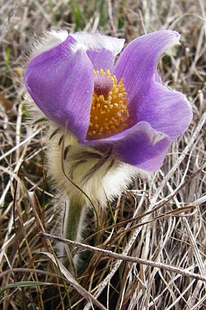 Pulsatilla grandis \ Groe Kuhschelle / Greater Pasque-Flower, D Eching 31.3.2014