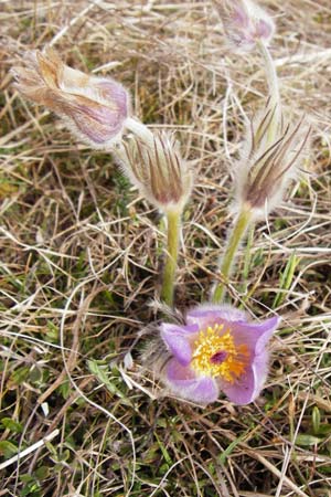 Pulsatilla grandis \ Groe Kuhschelle / Greater Pasque-Flower, D Eching 31.3.2014