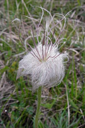 Pulsatilla grandis \ Groe Kuhschelle / Greater Pasque-Flower, D Eching 3.5.2014