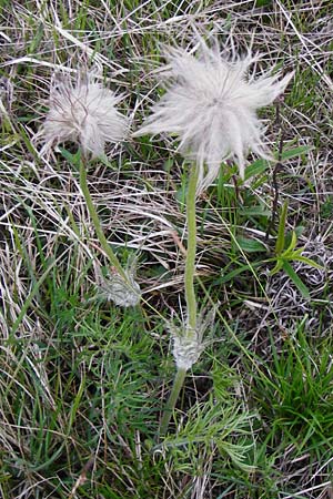 Pulsatilla grandis \ Groe Kuhschelle / Greater Pasque-Flower, D Eching 3.5.2014