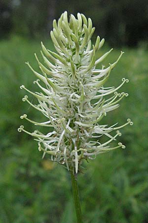 Phyteuma spicatum \ Weie Teufelskralle, hrige Teufelskralle / Spiked Rampion, D Weinheim an der Bergstraße 16.5.2006