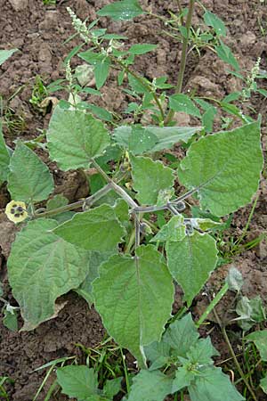 Physalis peruviana \ Kap-Stachelbeere, Andenbeere / Cape Gooseberry, D Leutershausen 12.9.2008