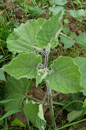 Physalis peruviana \ Kap-Stachelbeere, Andenbeere / Cape Gooseberry, D Leutershausen 12.9.2008