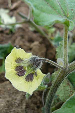 Physalis peruviana \ Kap-Stachelbeere, Andenbeere / Cape Gooseberry, D Leutershausen 12.9.2008