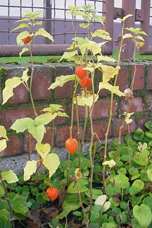 Physalis alkekengi \ Judenkirsche, Lampionblume / Japanese Lantern, Bladder Cherry, D Mannheim 3.10.2010