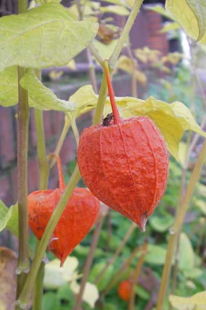 Physalis alkekengi \ Judenkirsche, Lampionblume / Japanese Lantern, Bladder Cherry, D Mannheim 3.10.2010