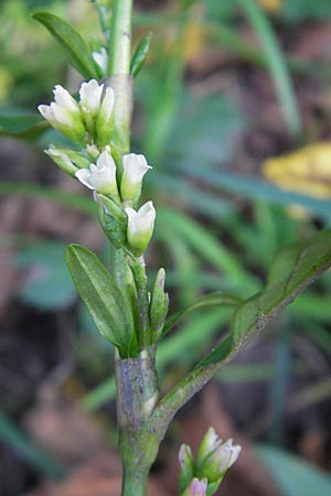 Persicaria hydropiper \ Wasserpfeffer-Knterich, Pfeffer-Knterich / Water-Pepper, D Odenwald, Schönau 12.10.2010