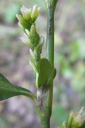 Persicaria hydropiper \ Wasserpfeffer-Knterich, Pfeffer-Knterich / Water-Pepper, D Odenwald, Schönau 13.10.2010