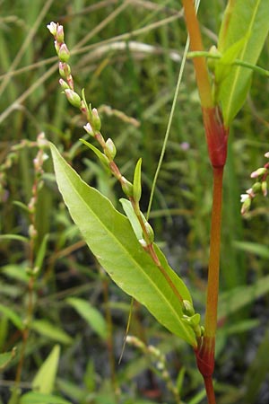 Persicaria hydropiper \ Wasserpfeffer-Knterich, Pfeffer-Knterich / Water-Pepper, D Gessertshausen 30.7.2011