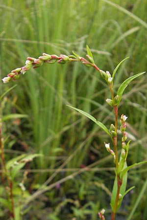 Persicaria hydropiper \ Wasserpfeffer-Knterich, Pfeffer-Knterich / Water-Pepper, D Gessertshausen 30.7.2011