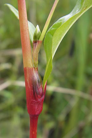 Persicaria hydropiper \ Wasserpfeffer-Knterich, Pfeffer-Knterich / Water-Pepper, D Gessertshausen 30.7.2011