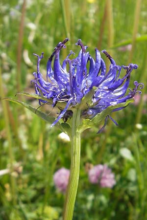 Phyteuma orbiculare \ Kugel-Rapunzel / Round-Headed Rampion, D Rhön, Wasserkuppe 30.5.2012