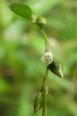 Persicaria hydropiper \ Wasserpfeffer-Knterich, Pfeffer-Knterich / Water-Pepper, D Eberbach 17.7.2012