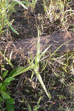Panicum hillmanii \ Hillmans Rispen-Hirse / Hillman's Millet, D Mannheim 24.7.2012