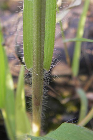 Panicum hillmanii \ Hillmans Rispen-Hirse / Hillman's Millet, D Mannheim 24.7.2012