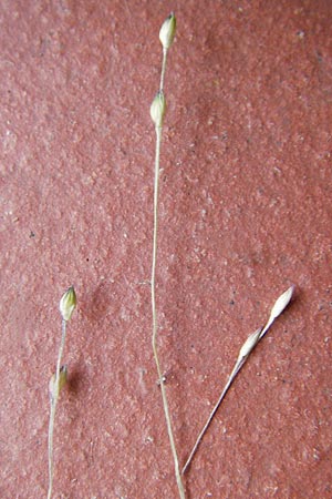 Panicum hillmanii \ Hillmans Rispen-Hirse / Hillman's Millet, D Mannheim 25.7.2012