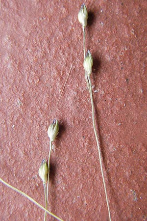 Panicum hillmanii \ Hillmans Rispen-Hirse / Hillman's Millet, D Mannheim 25.7.2012
