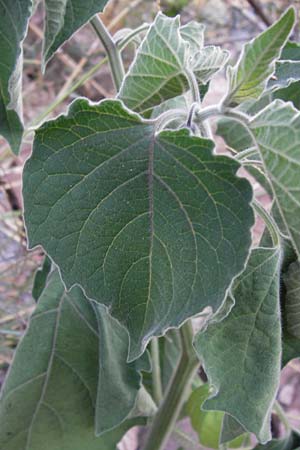 Physalis peruviana \ Kap-Stachelbeere, Andenbeere / Cape Gooseberry, D Viernheim 10.9.2012