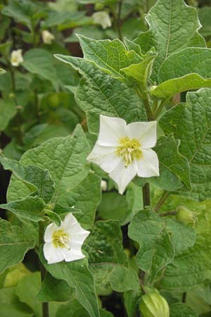 Physalis alkekengi \ Judenkirsche, Lampionblume / Japanese Lantern, Bladder Cherry, D Mannheim 20.6.2013