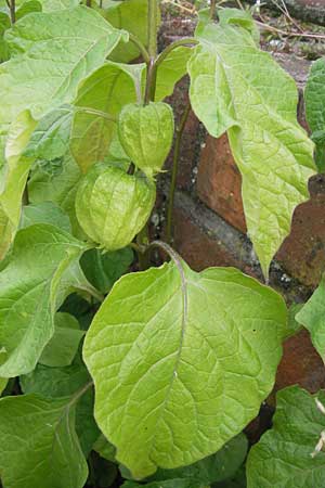 Physalis alkekengi \ Judenkirsche, Lampionblume / Japanese Lantern, Bladder Cherry, D Mannheim 20.6.2013