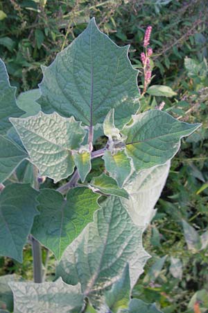 Physalis peruviana \ Kap-Stachelbeere, Andenbeere / Cape Gooseberry, D Mannheim 10.9.2013