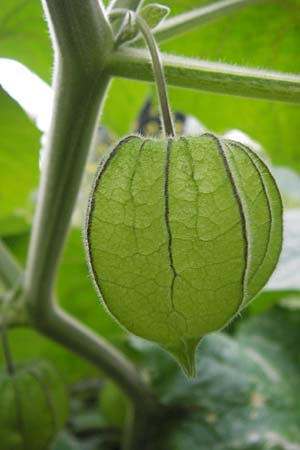 Physalis peruviana \ Kap-Stachelbeere, Andenbeere / Cape Gooseberry, D Mannheim 1.10.2013