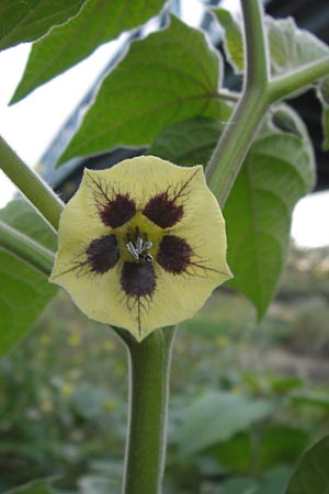 Physalis peruviana, Kap-Stachelbeere, Andenbeere