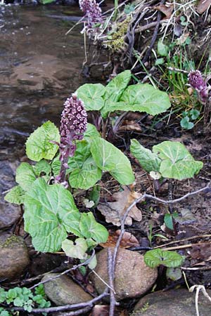 Petasites hybridus \ Gewhnliche Pestwurz / Butterbur, D Hassenbach 27.3.2014