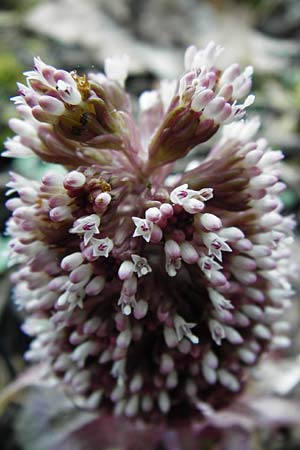 Petasites hybridus \ Gewhnliche Pestwurz / Butterbur, D Hassenbach 27.3.2014