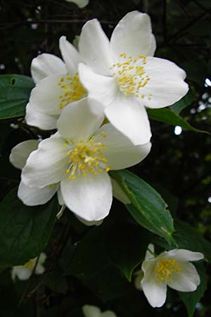 Philadelphus coronarius \ Europischer Pfeifenstrauch, Falscher Jasmin, D Hemsbach 27.5.2014