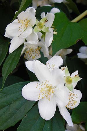 Philadelphus coronarius \ Europischer Pfeifenstrauch, Falscher Jasmin, D Obernzell an der Donau 11.6.2014