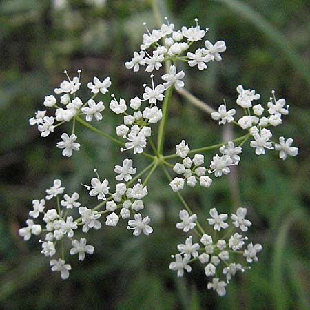 Pimpinella saxifraga \ Kleine Bibernelle / Burnet Saxifrage, D Mannheim 1.9.2006