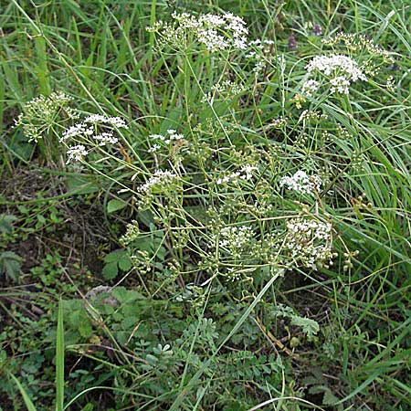 Pimpinella saxifraga \ Kleine Bibernelle / Burnet Saxifrage, D Mannheim 1.9.2006