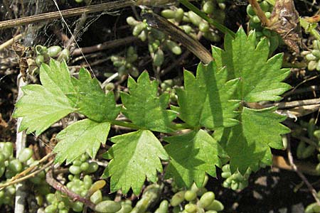 Pimpinella saxifraga \ Kleine Bibernelle / Burnet Saxifrage, D Mannheim 23.9.2006
