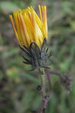 Picris hieracioides \ Gemeines Bitterkraut / Hawkweed Ox-Tongue, D Thüringen, Sondershausen 2.11.2006