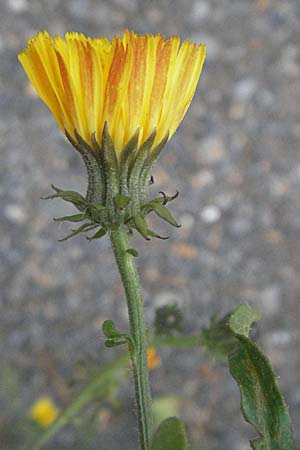 Picris hieracioides \ Gemeines Bitterkraut / Hawkweed Ox-Tongue, D Quedlinburg 4.11.2006