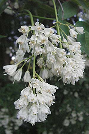 Staphylea pinnata \ Pimpernuss / Bladdernut, D Weinheim an der Bergstraße 26.4.2007